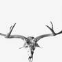 antlers.jpg